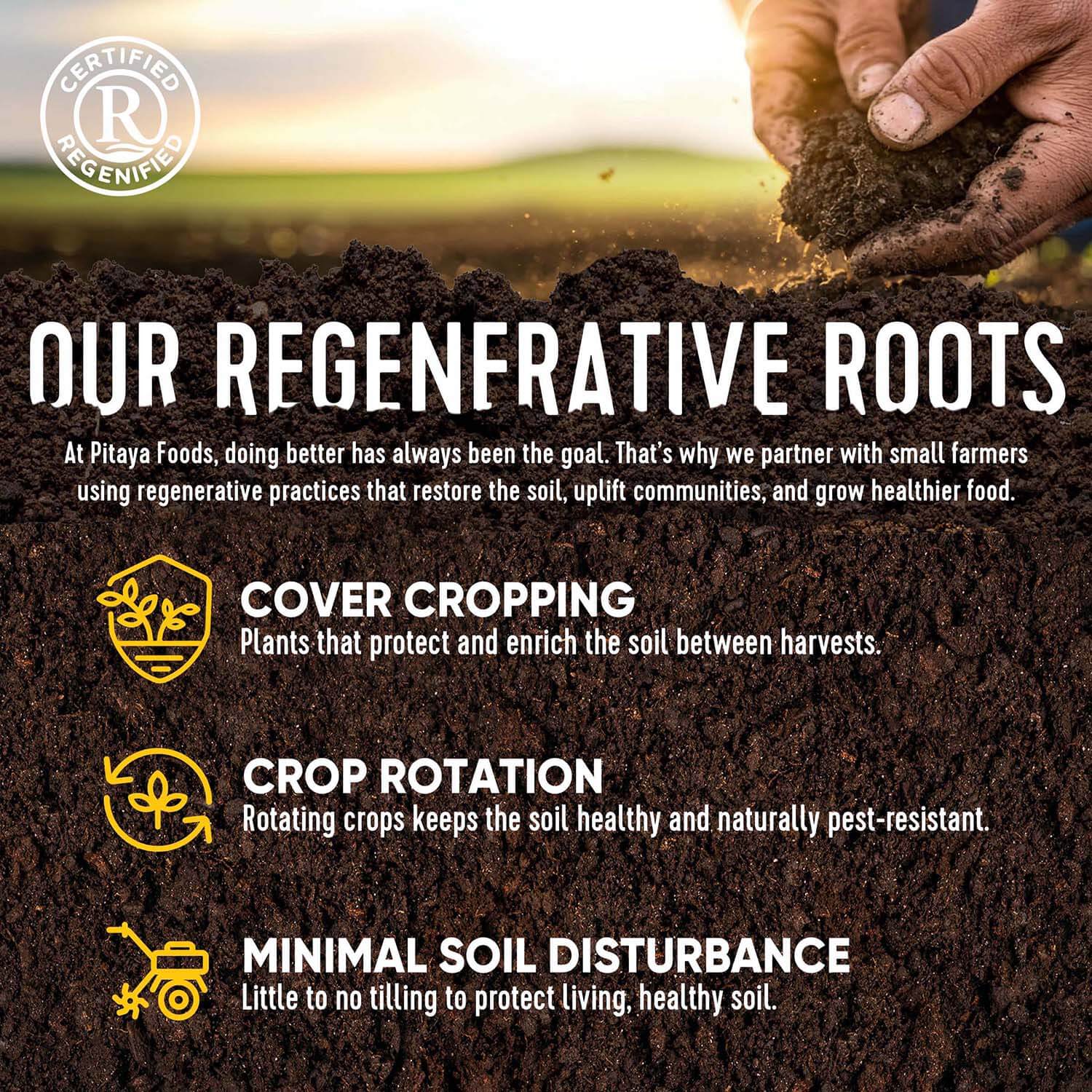 Regenerative Strawberries Roots