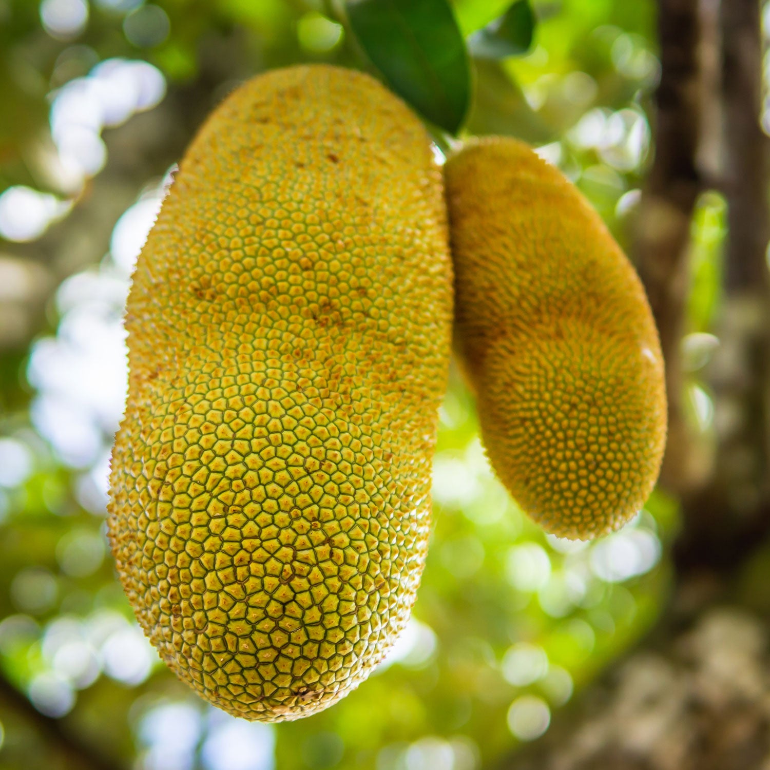 Organic Jackfruit Snack-Sized Pieces