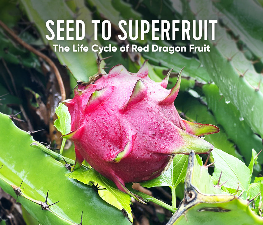 From Seed to Superfruit: The Life Cycle of Red Dragon Fruit
