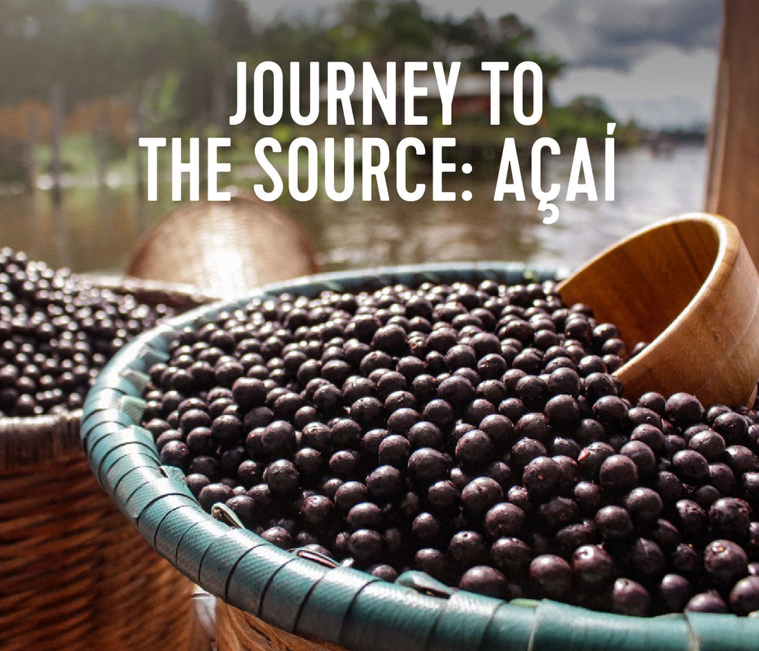 Journey to the Source: Acai Harvesting in the Amazon