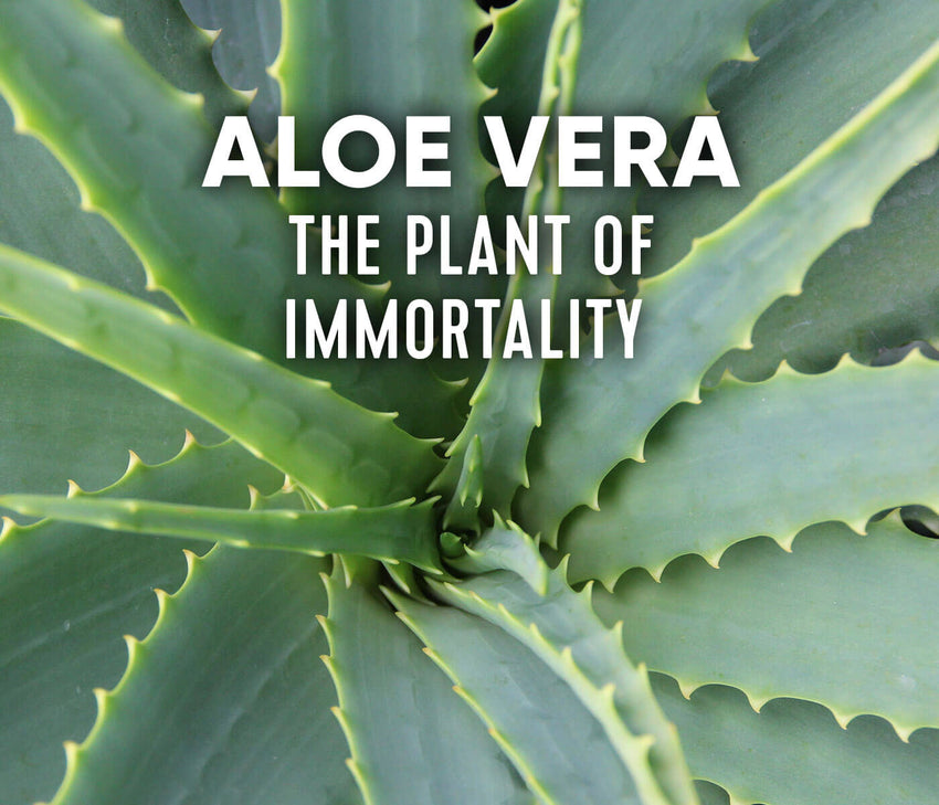 What is Aloe Vera?