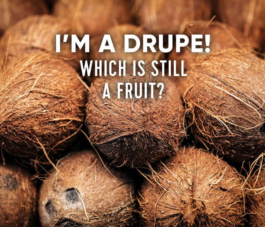What is a Coconut?