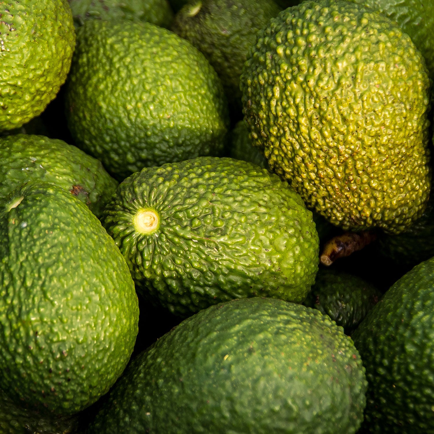 Pitaya Foods Organic Avocado