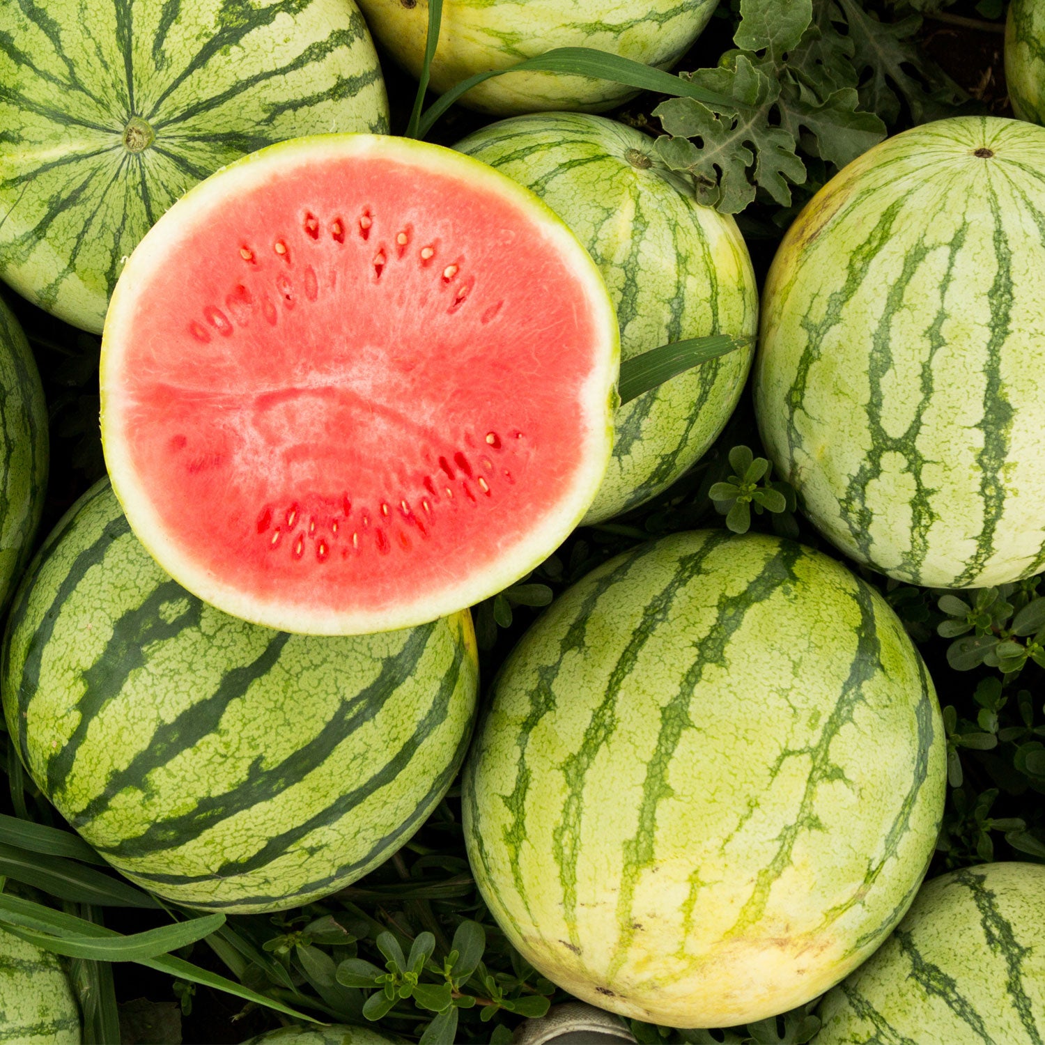 Natural Watermelon Snack-Sized Pieces Case
